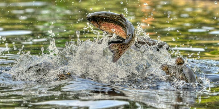 salto fuori dall'acqua