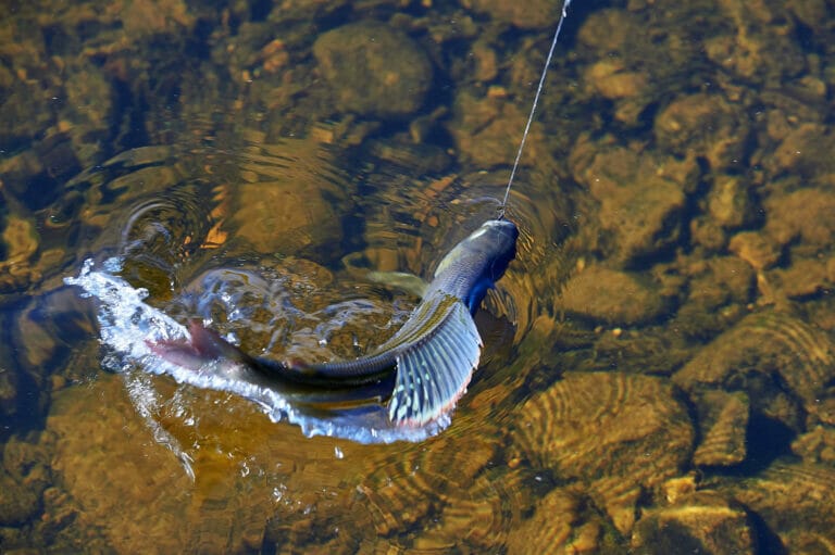 pesce agganciato con la mosca artificiale