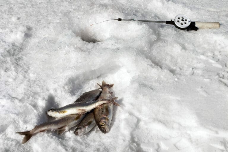 pesca del temolo sul ghiaccio