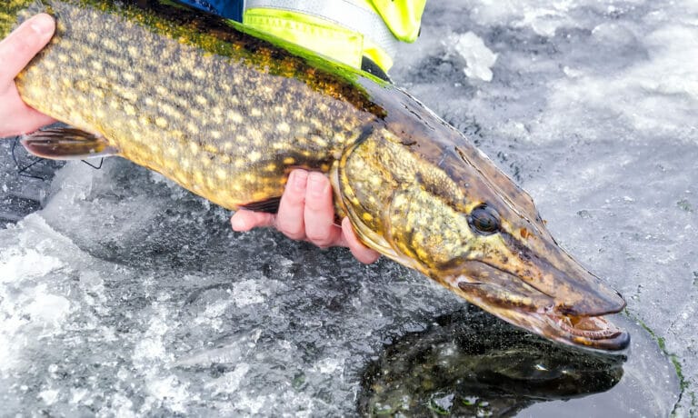 pesca nel ghiaccio