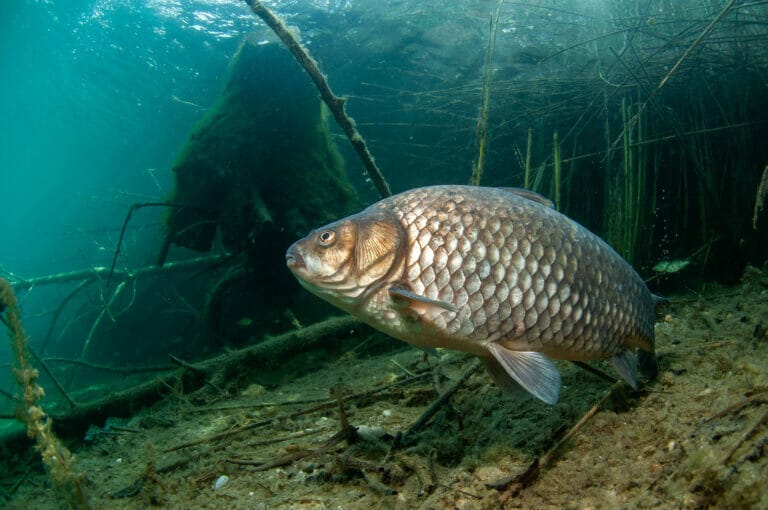 il carassio o carpa cruciana