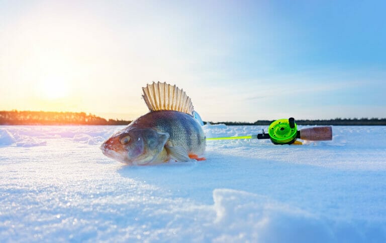 pesca al persico sul ghiaccio