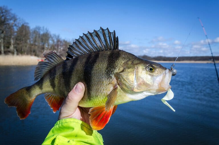 pesca al persico sole a spinning