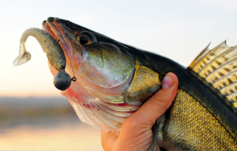 pesca del lucioperca con testina piombata