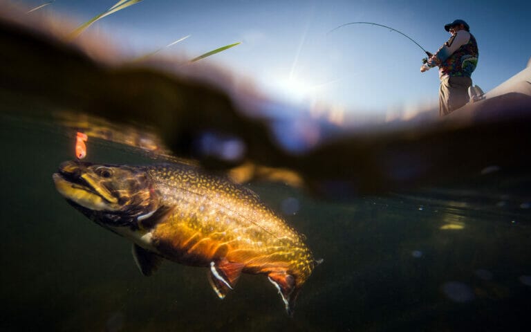 pesca a spinning al salmerino