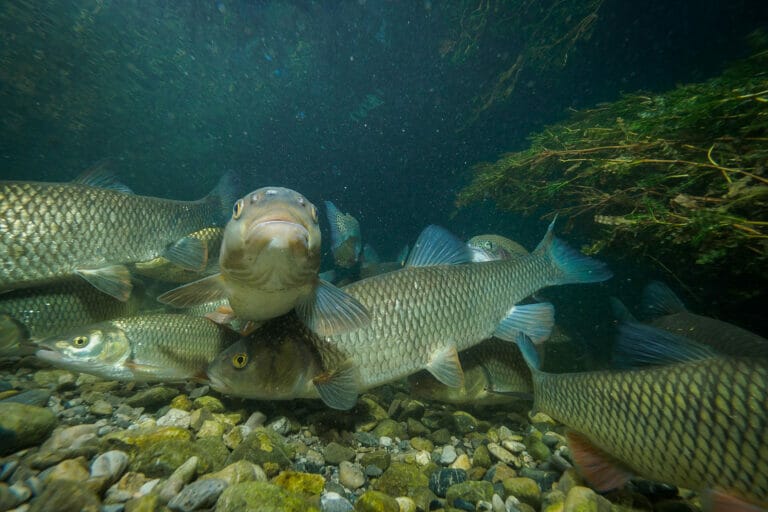 pesce cavedano nel fondale