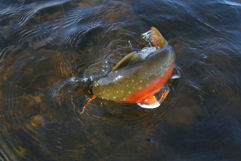 salmerino alpino pesca con il galleggiante