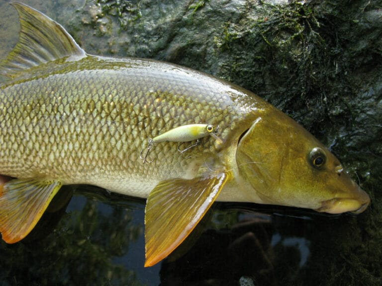 barbo a spinning con shad