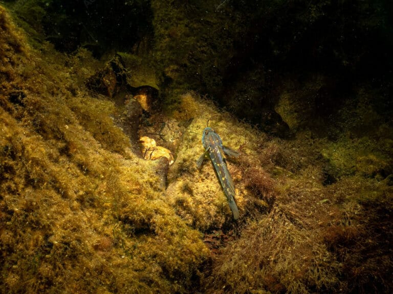 Pesci Piccoli E Arancioni Si Trovano Sulle Rocce In Un Lago Dacquario,  Immagine Del Pesce Ghiozzo, Pesce, Ghiozzo Immagine di sfondo per il  download gratuito