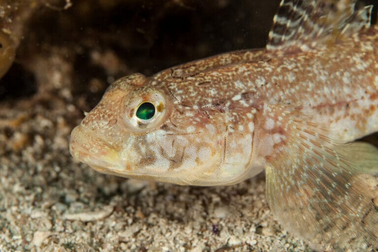 Pesci Piccoli E Arancioni Si Trovano Sulle Rocce In Un Lago Dacquario,  Immagine Del Pesce Ghiozzo, Pesce, Ghiozzo Immagine di sfondo per il  download gratuito