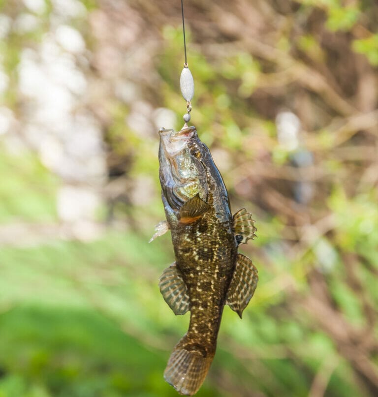 pesca a fondo