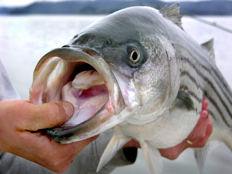 striped bass morfologia