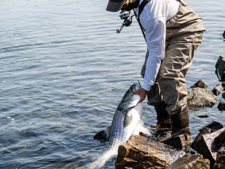 striped bass o persico spigola