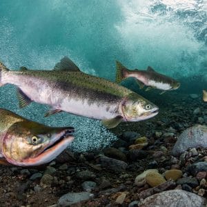 il salmone