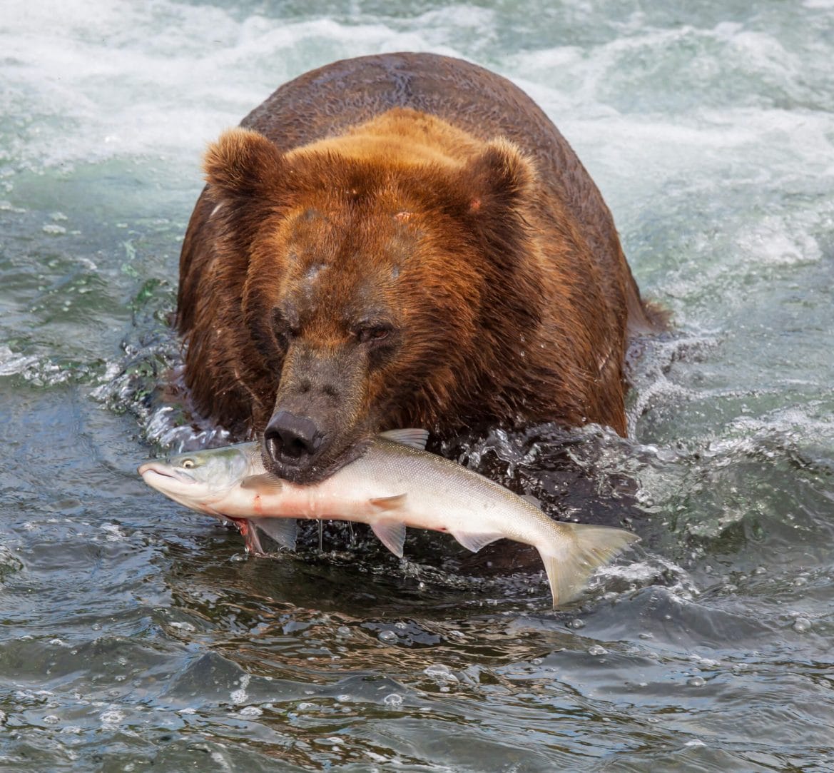 orso che cattura un salmone