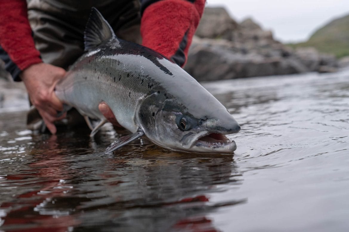 pesca al salmone ottima cattura
