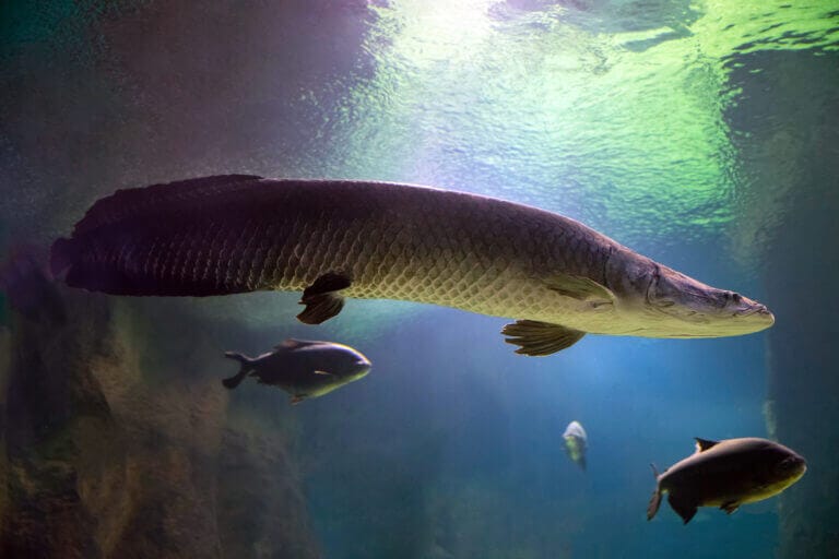 arapaima famelico predatore