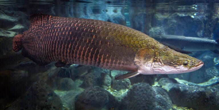 arapaima morfologia