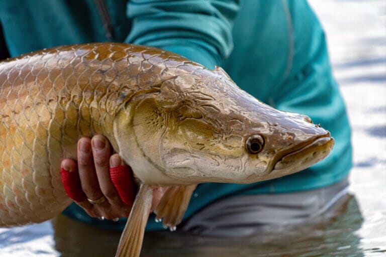 bel pesce pescato