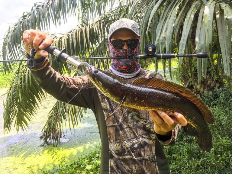 snakehead bella cattura