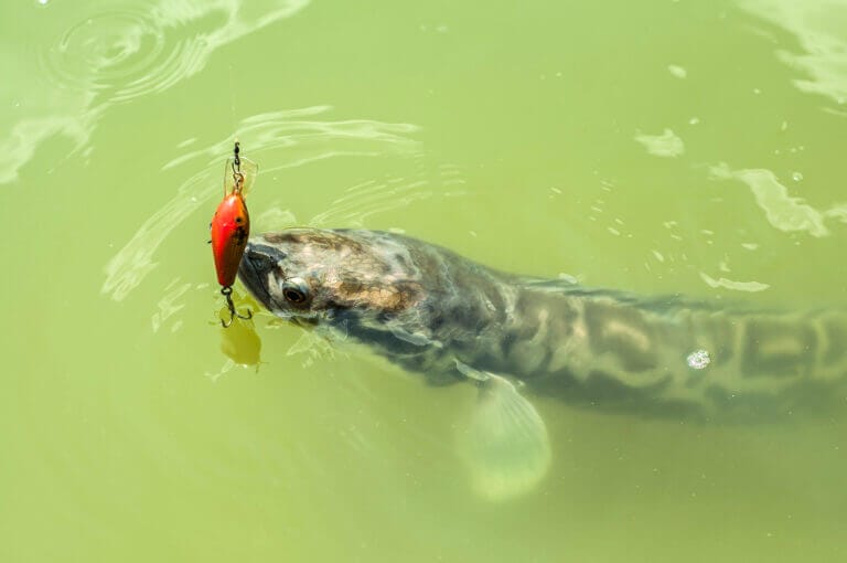 snakehead cattura