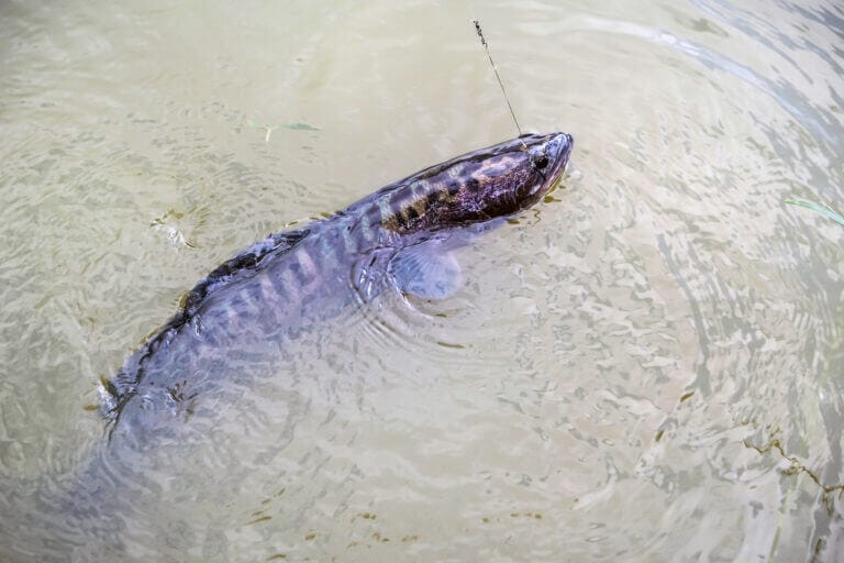 snakehead testa di serpente