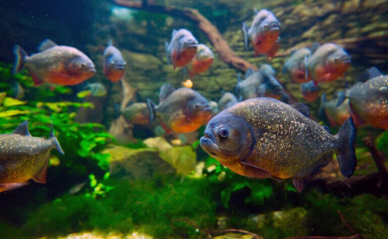 habitat del piranha rosso