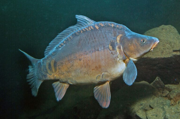 carpa specchio laghetto