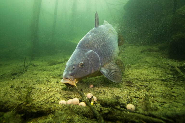 carpa che mangia a fondo