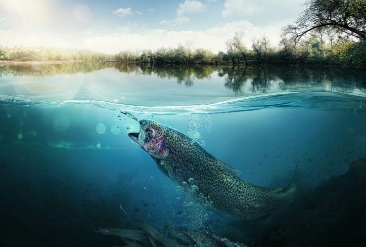 Laghetti pesca sportiva