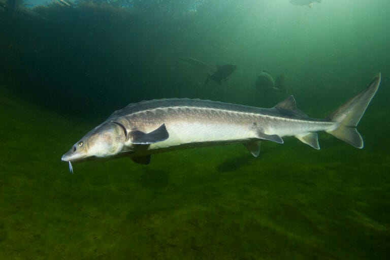 pesca allo storione bianco