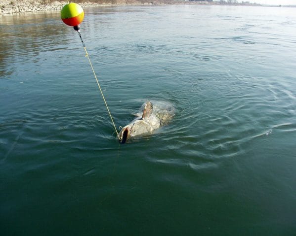 pesca con galleggiante
