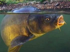 pesca della carpa
