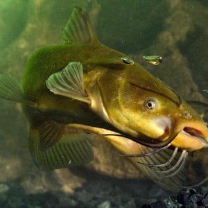 pesce gatto comune