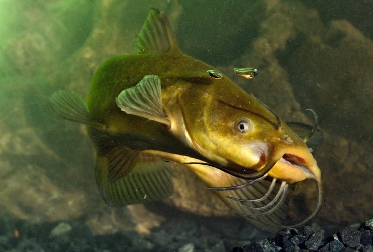 pesce gatto comune